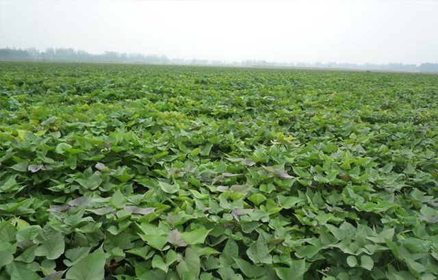 Sweet Potato feild