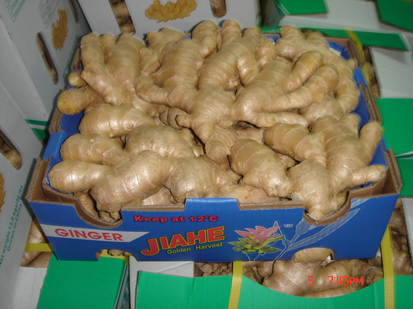 Fresh ginger - 5kg open top cardboard box