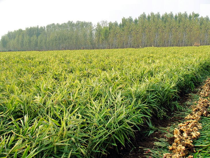 Organic ginger farm