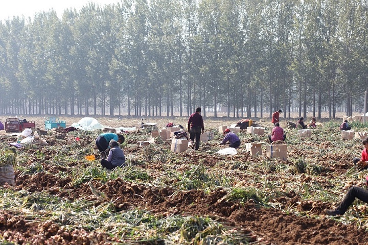 Organic ginger harvest