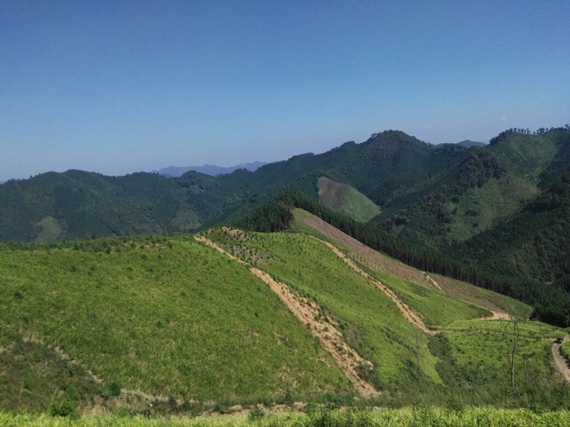 Guangxi Organic ginger farm