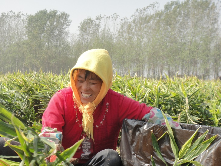 Organic ginger harvest